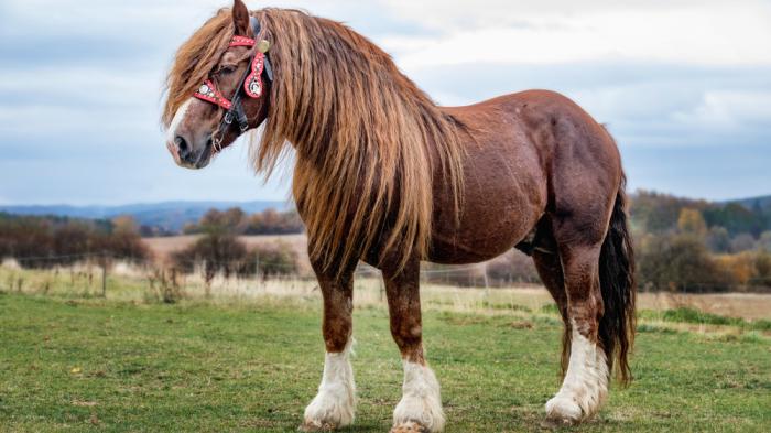 Percheron das temperamentvolle EdelKaltblut